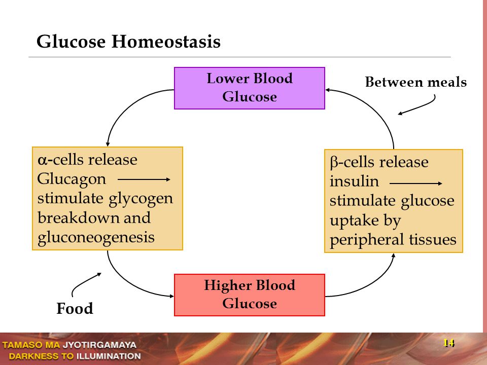 Iron homeostasis in the liver